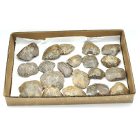 Coral fossilized 1TRAY Coral fossilized 1TRAY