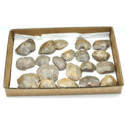 Coral fossilized 1TRAY Coral fossilized 1TRAY