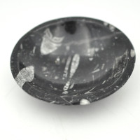 Orthoceras dish 12cm