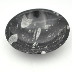 Orthoceras dish 12cm