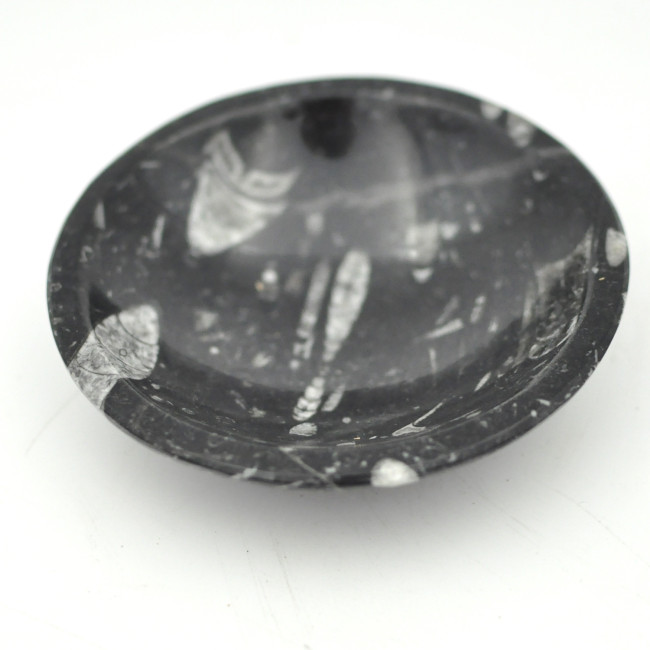 Orthoceras dish 12cm