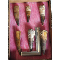 Spinosaurus teeth 1TRAY (1) Spinosaurus teeth 1TRAY (1)
