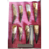 Spinosaurus teeth 1TRAY (2) Spinosaurus teeth 1TRAY (2)