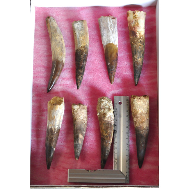 Spinosaurus teeth 1TRAY (2)