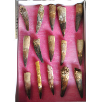 Spinosaurus teeth 1TRAY (3) Spinosaurus teeth 1TRAY (3)