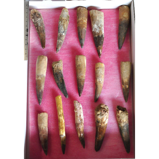 Spinosaurus teeth 1TRAY (3)