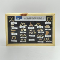 Fossils from Morocco in wooden frame 1PC
