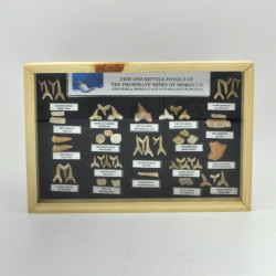 Fossils from Morocco in wooden frame 1PC