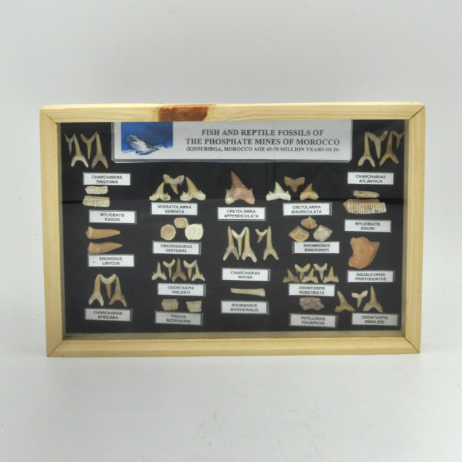 Fossils from Morocco in wooden frame 1PC