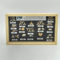 Fossils from Morocco in wooden frame 1PC
