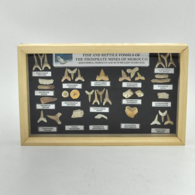 Fossils from Morocco in wooden frame 1PC