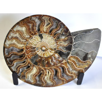 Ammonite polished half 1PC