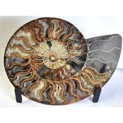 Ammonite polished half 1PC