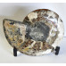 Ammonite polished half 1PC
