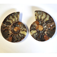 Ammonite pair polished 1PC