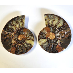 Ammonite pair polished 1PC