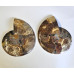 Ammonite pair polished 1PC