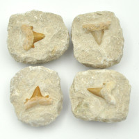 Shark tooth in matrix 5cm