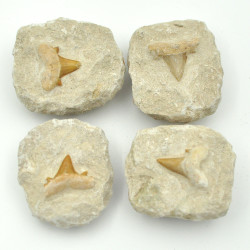 Shark tooth in matrix 5cm
