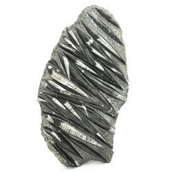 Orthoceras slab XL 1PC (1)