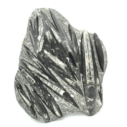 Orthoceras slab XL 1PC (2)