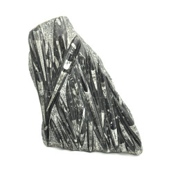 Orthoceras slab XL 1PC (3)