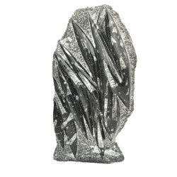 Orthoceras slab on stand XL 1PC (5)