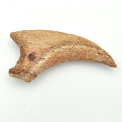 Spinosaurus claw 1PC (2)