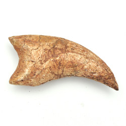 Spinosaurus claw 1PC (3)