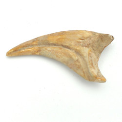 Spinosaurus claw 1PC (9)
