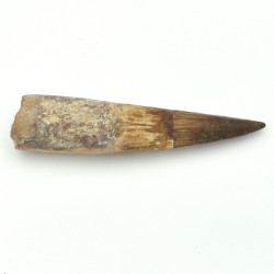 Spinosaurus tooth 1PC (1)