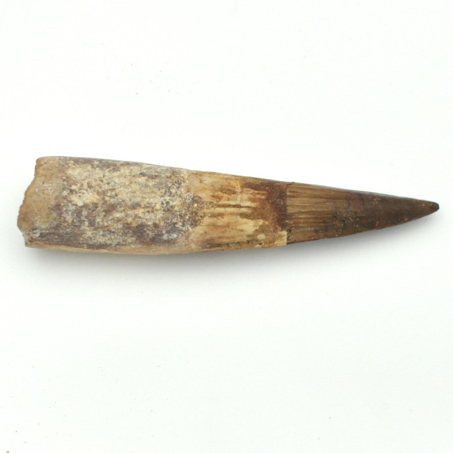Spinosaurus tooth 1PC (1)