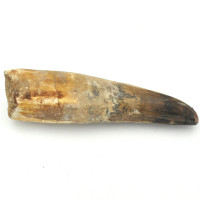 Spinosaurus tooth 1PC (11)