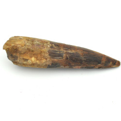 Spinosaurus tooth 1PC (13)