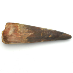 Spinosaurus tooth 1PC (15)