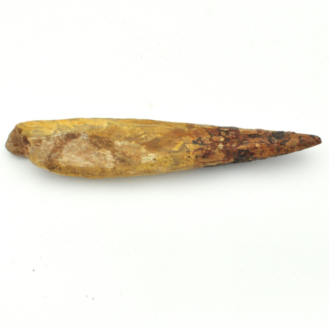 Spinosaurus tooth 1PC (3)