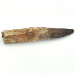 Spinosaurus tooth 1PC (4)