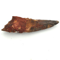 Spinosaurus tooth 1PC (5)