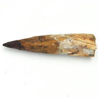 Spinosaurus tooth 1PC (6)