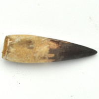Spinosaurus tooth 1PC (7)