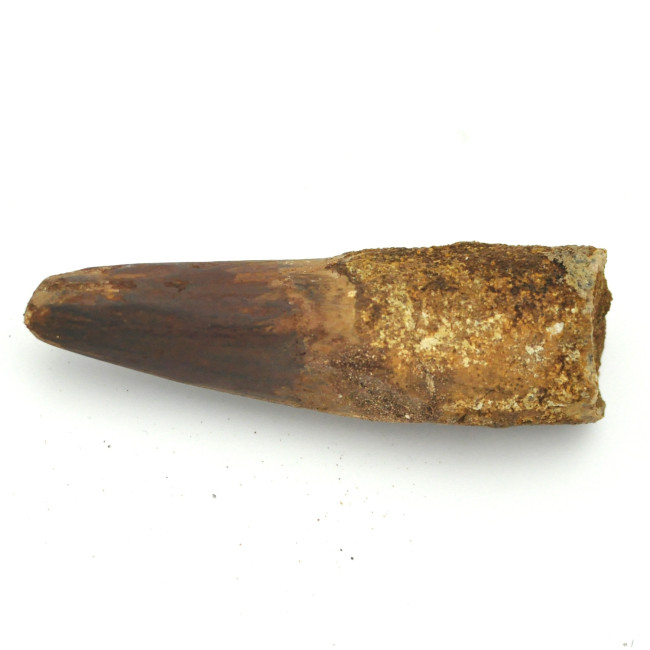 Spinosaurus tooth 1PC (8)