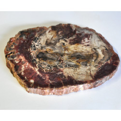 Petrified wood slice (7) 1PC