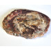 Petrified wood slice (7) 1PC