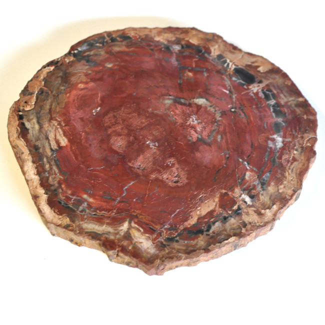 Petrified wood slice (8) 1PC