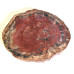 Petrified wood slice (8) 1PC