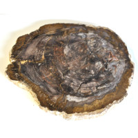 Petrified wood slice (9) 1PC