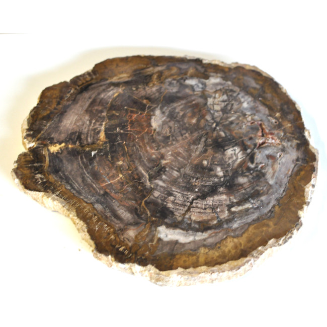 Petrified wood slice (9) 1PC