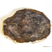 Petrified wood slice (9) 1PC