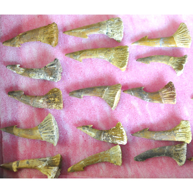 Onchopristis tooth 1PC