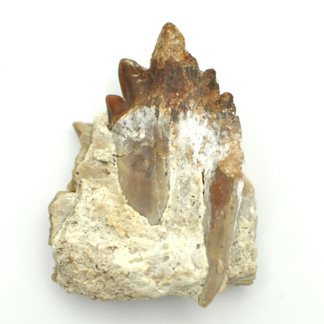 Basilosaurus tooth 1PC (1)